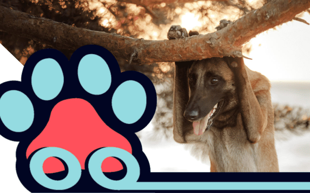 How to mentally prepare your pet for ground transportation | Updated: 2023