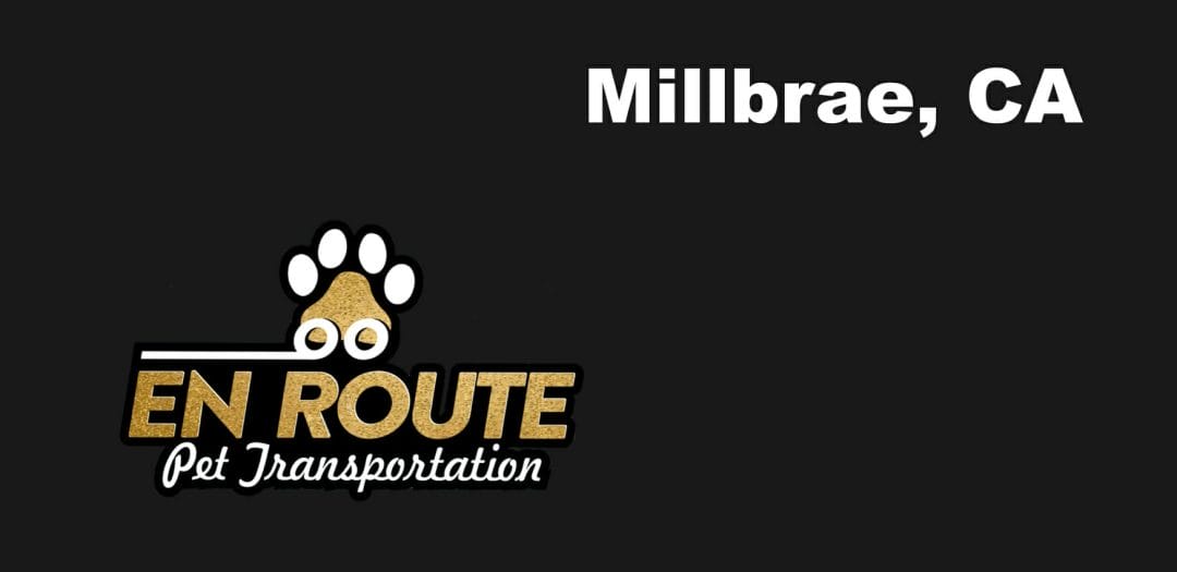 Best VIP private luxury pet ground transportation Millbrae, California.