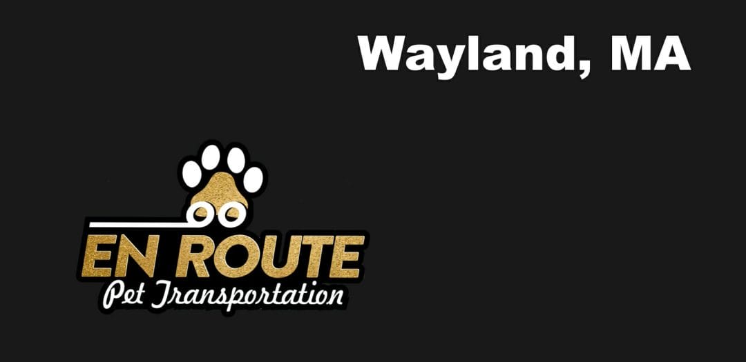 Best VIP private luxury pet ground transportation Wayland, MA.