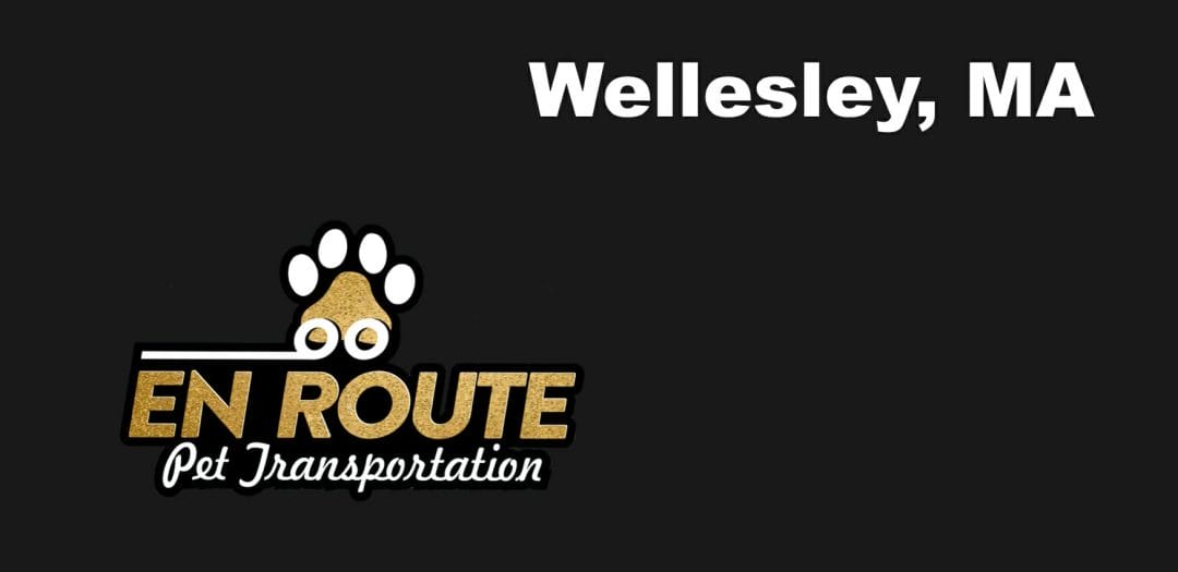Best VIP private luxury pet ground transportation Wellesley, MA.