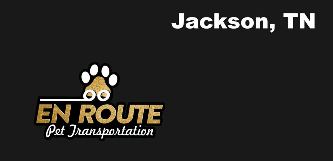 Best VIP private luxury pet ground transportation Jackson, TN.