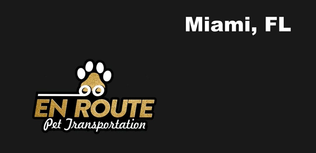 Best VIP private luxury pet ground transportation Miami, FL.