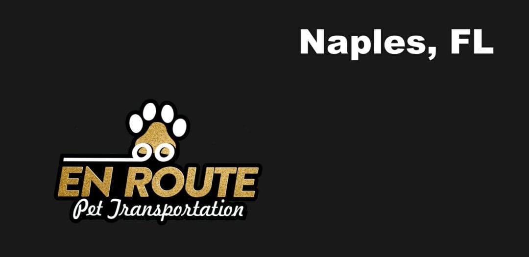 Best VIP private luxury pet ground transportation Naples, FL.