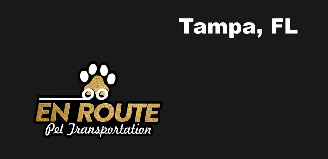 Best VIP private luxury pet ground transportation Tampa, FL.