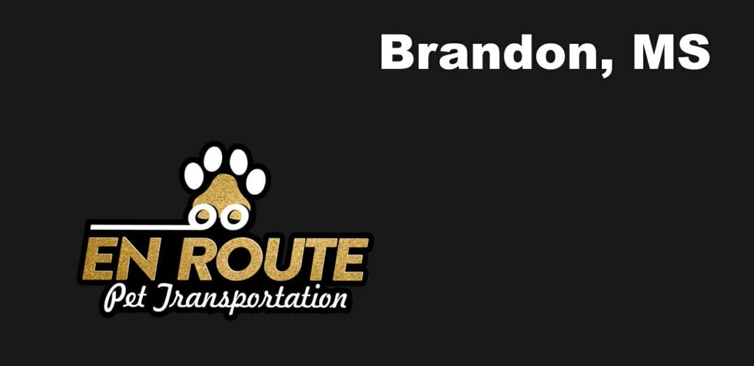 Best VIP private luxury pet ground transportation Brandon, MS.