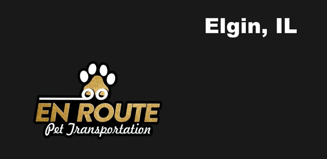 Best VIP Luxury Private Pet Ground Transportation in Elgin, IL