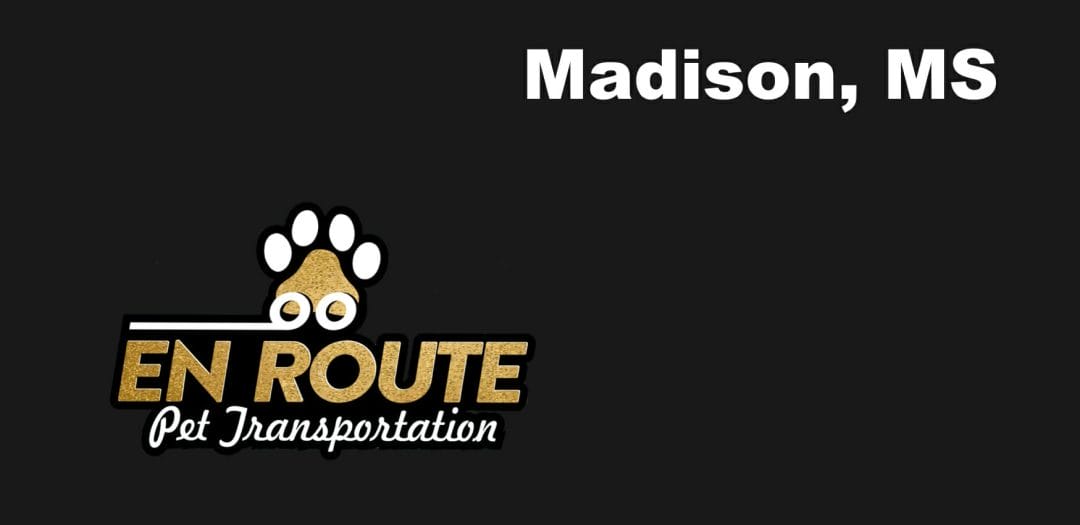Best VIP private luxury pet ground transportation Madison, MS.